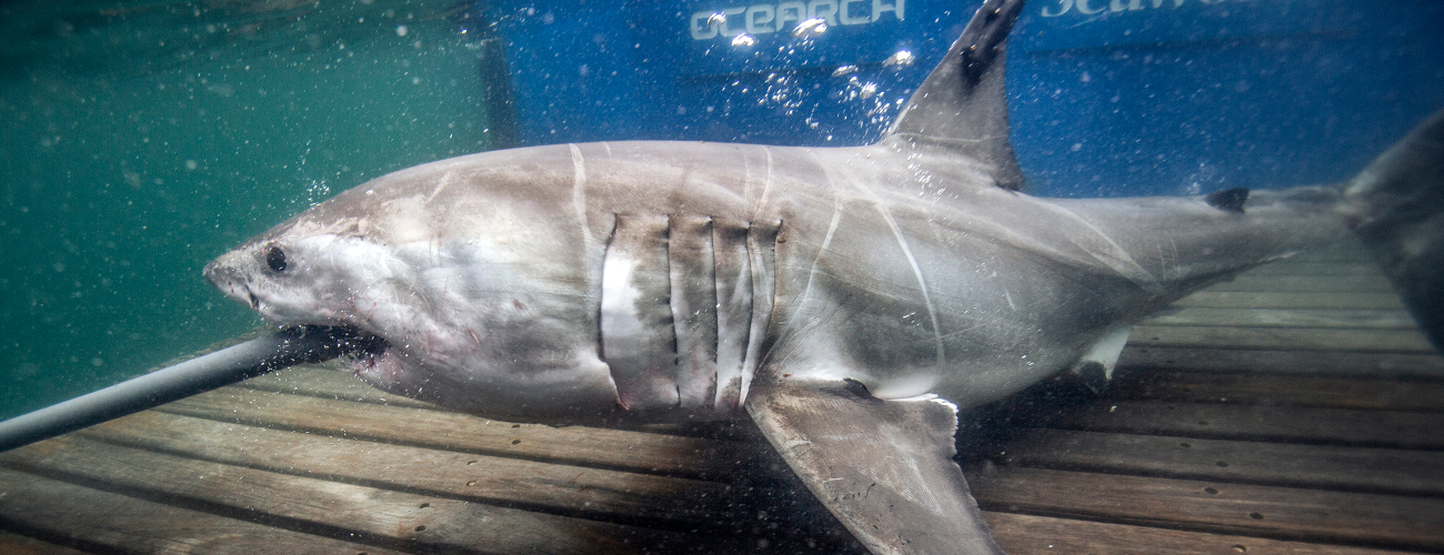 A shark is tagged on the OCEARCH research vessel.
